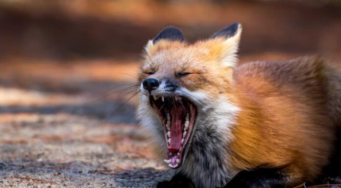 Volpi nel Michigan: tipi e dove vivono
