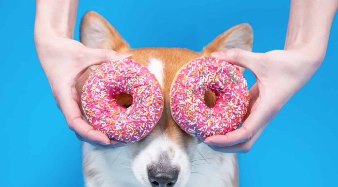 I cani possono mangiare le ciambelle?
