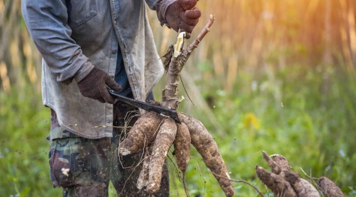 Quali sono le verdure più antiche che l'uomo ha mangiato per la prima volta?
