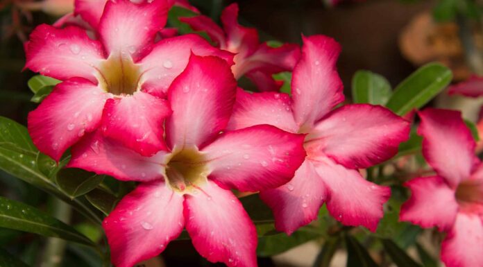 Scopri il fiore nazionale del Ghana: Impala Lily
