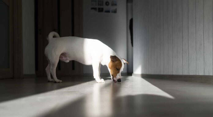  Perché il mio cane continua a leccare il pavimento?  Tutti i motivi
