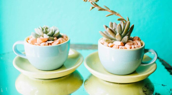 Come tagliare le piante grasse con le gambe lunghe
