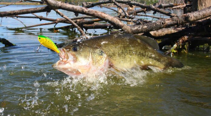 Qual è lo stagno più grande del Maryland?
