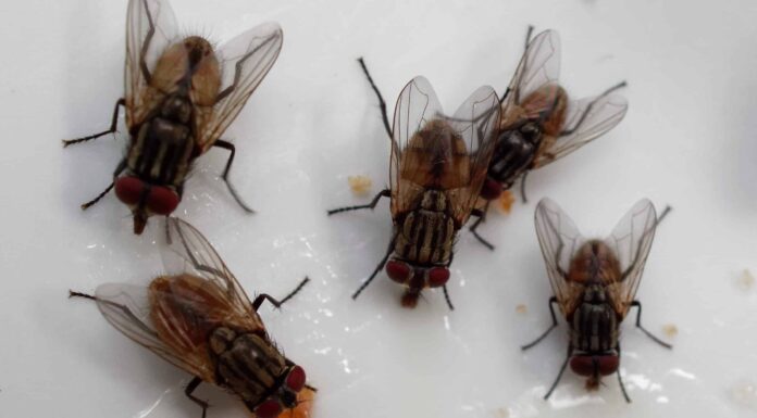 Come sbarazzarsi istantaneamente delle mosche dentro casa
