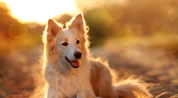 9 bellissimi tipi di razze di cani collie
