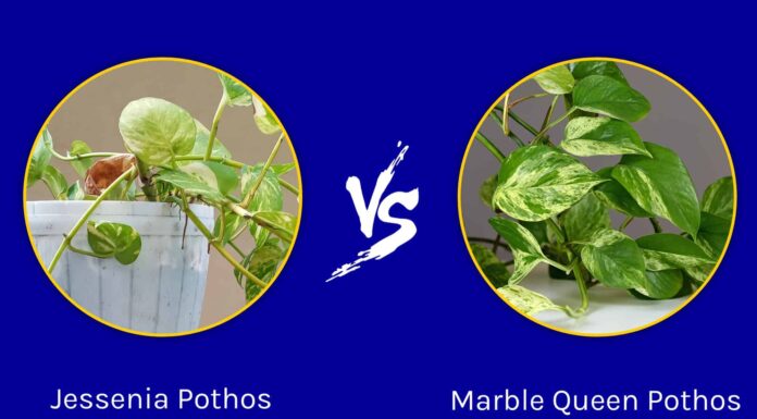 Jessenia Pothos contro la regina di marmo Pothos
