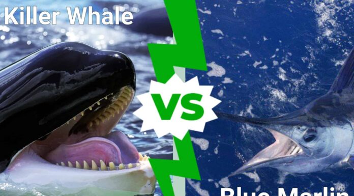 Scopri chi esce vittorioso in una battaglia tra balene assassine e marlin blu
