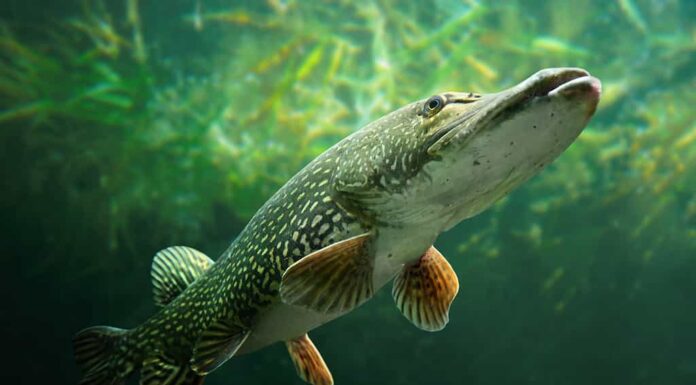 Foto subacquea di un grosso luccio