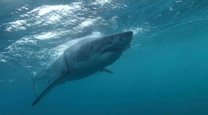 Guarda un uomo che riesce a malapena a sfuggire alle fauci di un grande squalo bianco in un video mozzafiato
