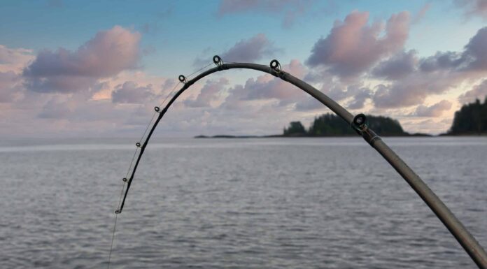 L'uomo del Colorado ha appena distrutto il record del mondo con questa enorme trota di lago
