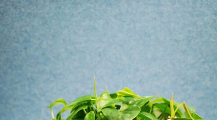 La vite di filodendro a foglia di cuore (Philodendron hederaceum var. Hederaceum) produce foglie lucide e cerose a forma di cuore con punte sottili e ricurve.  Il suo stelo rotondo è flessibile.