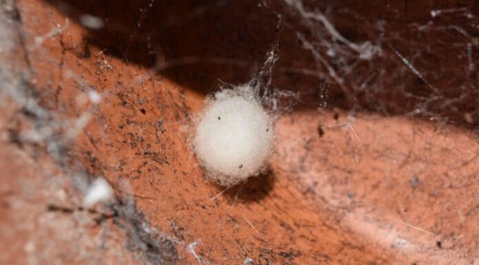 Sacco di uova di ragno falsa vedova.