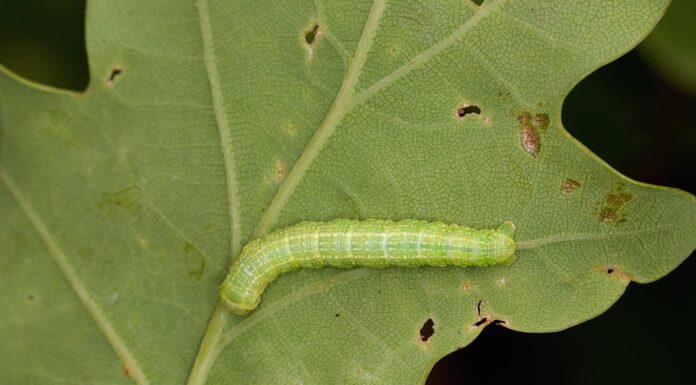 Bruco della falena invernale