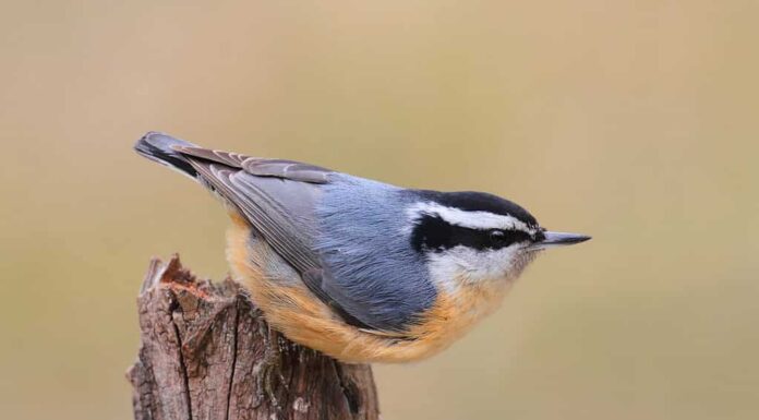 picchio muratore dal petto rosso