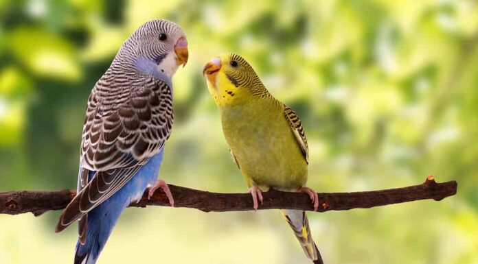 i pappagalli sono nel posatoio sullo sfondo verde