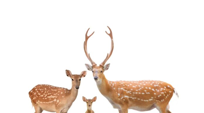 bellissima famiglia di cervi sika isolata su sfondo bianco