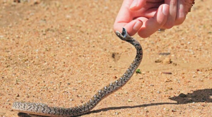 Serpente rombico mangiatore di uova che cerca di mordere una persona