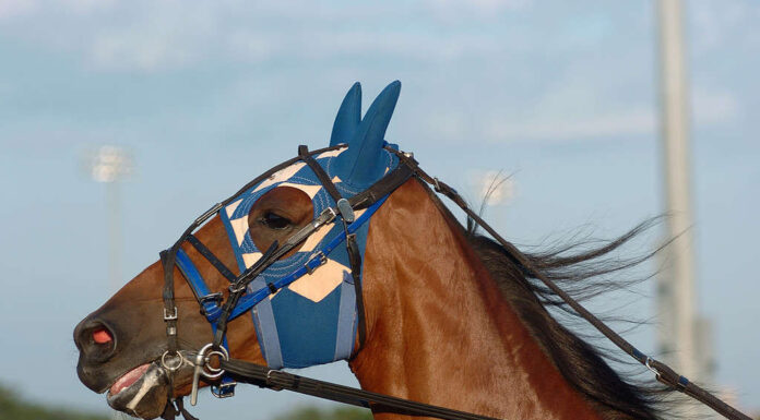 Colpo alla testa del pacer
