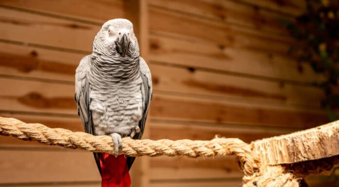 Pappagallo grigio africano del Congo