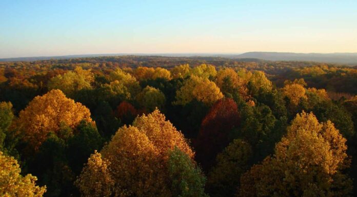 Charles Deam Wilderness, alba della torre antincendio di Hickory Ridge
