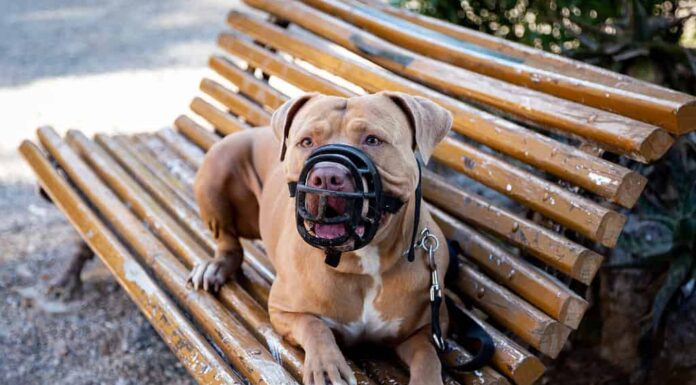 Golden Pit Bull Terrier con il muso nero sdraiato su una panchina pubblica