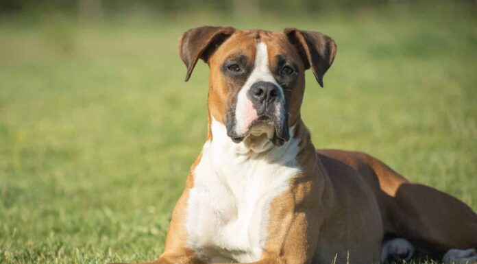 15 razze di cani più simili ai Pitbull
