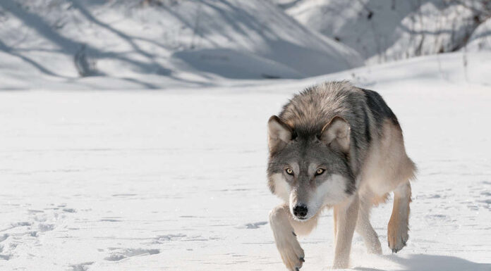 Lupo grigio (Canis lupus) cammina in avanti