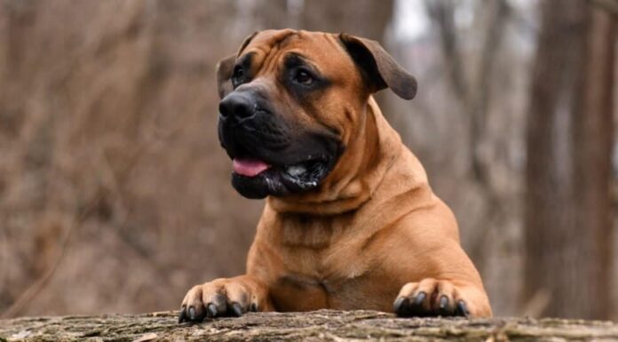 Il morso più forte della razza canina: Boerboel