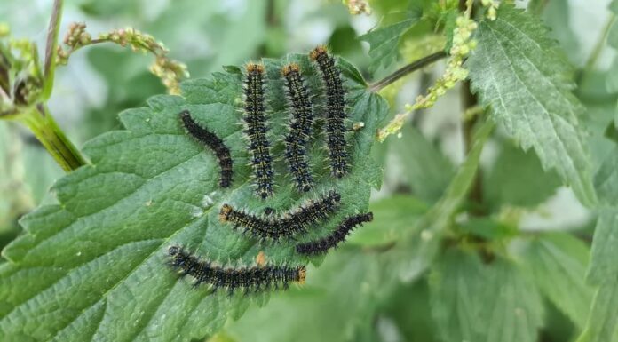 il bruco della farfalla pavone sta mangiando la pianta