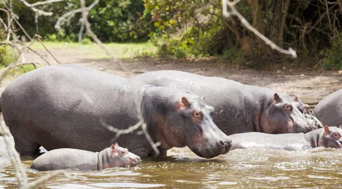 Famiglia di ippopotami e bambino sotto il sole africano - Immersioni