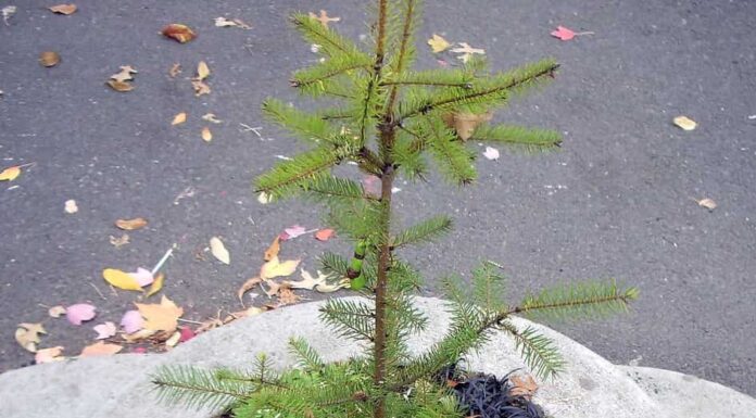 Il Mill Ends Park a Portland, nell'Oregon, è il parco più piccolo del mondo.