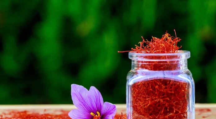 Spezie di zafferano essiccate in una bottiglia e fiori di zafferano su un tavolo di legno.