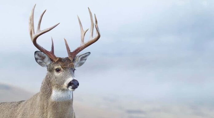Whitetail Buck Deer primo piano ritratto di un grande cervo di classe trofeo durante la stagione di caccia
