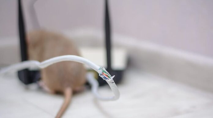 cavi danneggiati dalla connessione Internet.  Il ratto ha rosicchiato il doppino intrecciato e il connettore del router di casa