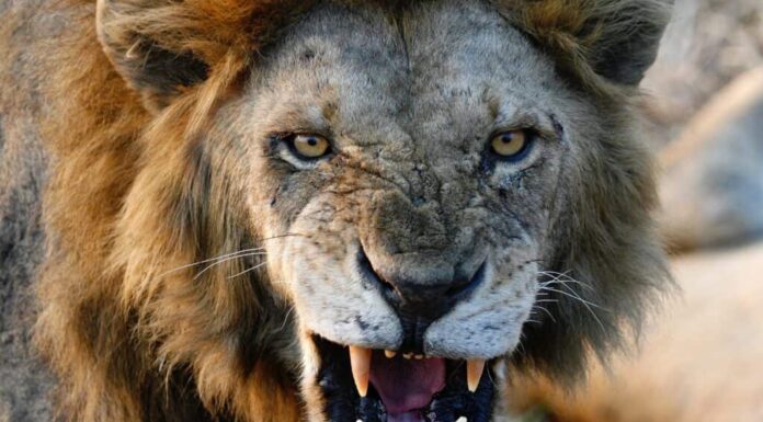 Leone maschio che ringhia