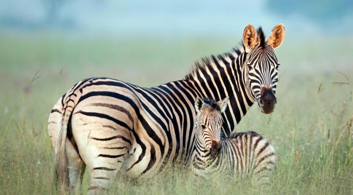 Immagine: una mamma zebra con il suo cucciolo di zebra.  Credito: Shllabadibum Bubidibam, Shutterstock.