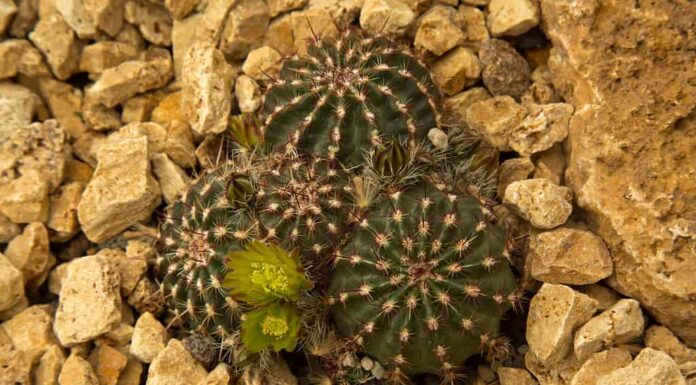 Il cactus riccio di nylon, pitaya verde, cactus riccio a fiore piccolo (Echinocereus viridiflorus).