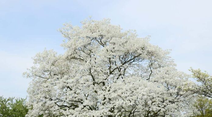 corniolo in piena fioritura