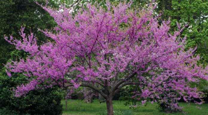 I 25 migliori alberi in fiore per una splendida fioritura primaverile
