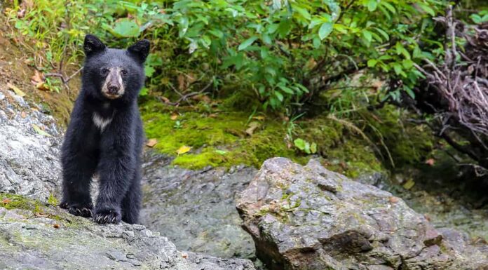 Cucciolo di orso nero selvaggio sul fiume Rouge, Oregon, Stati Uniti