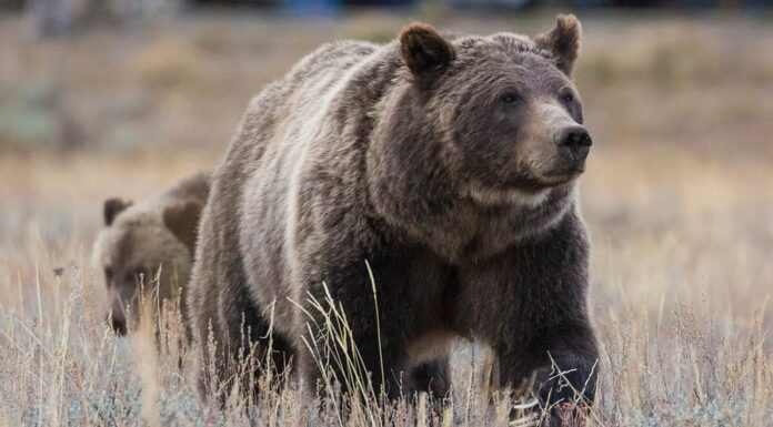 Grizzly 399 con un cucciolo