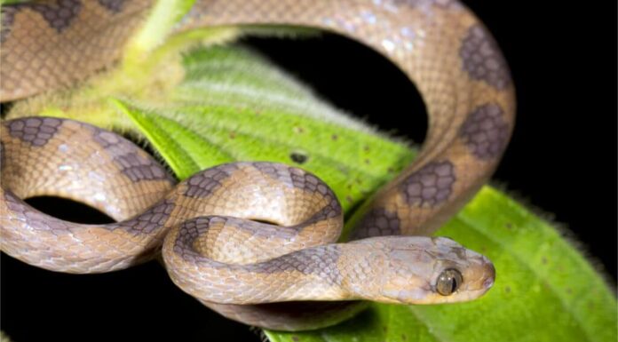 Un serpente dagli occhi di gatto (Leptodeira annulata) su una grande foglia di albero
