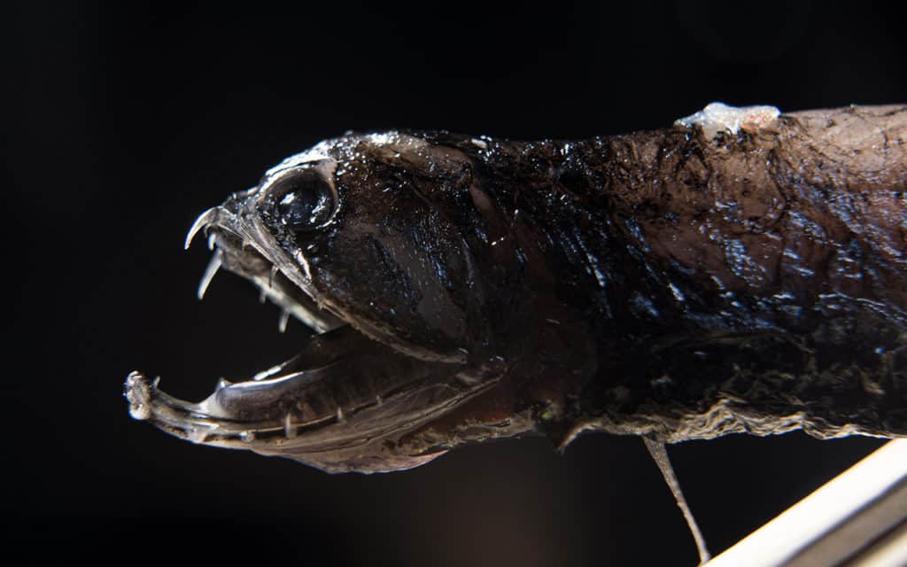 Pesce drago di mare profondo