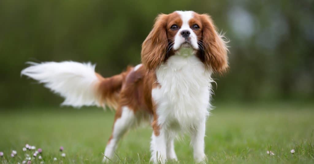 King Charles Spaniel contro Cavalier King Charles Spaniel