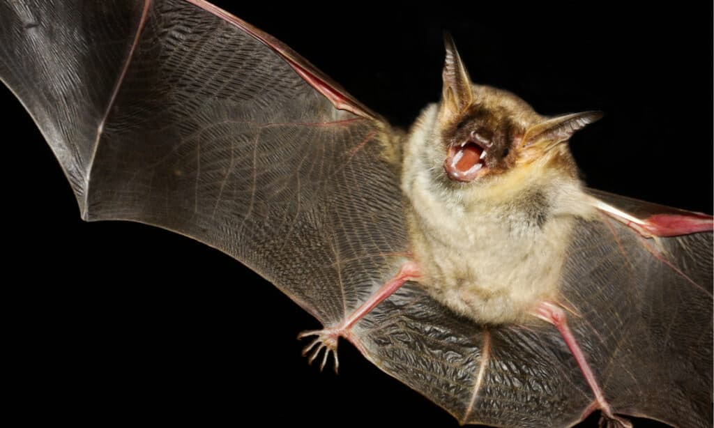 Intestazione di pipistrello