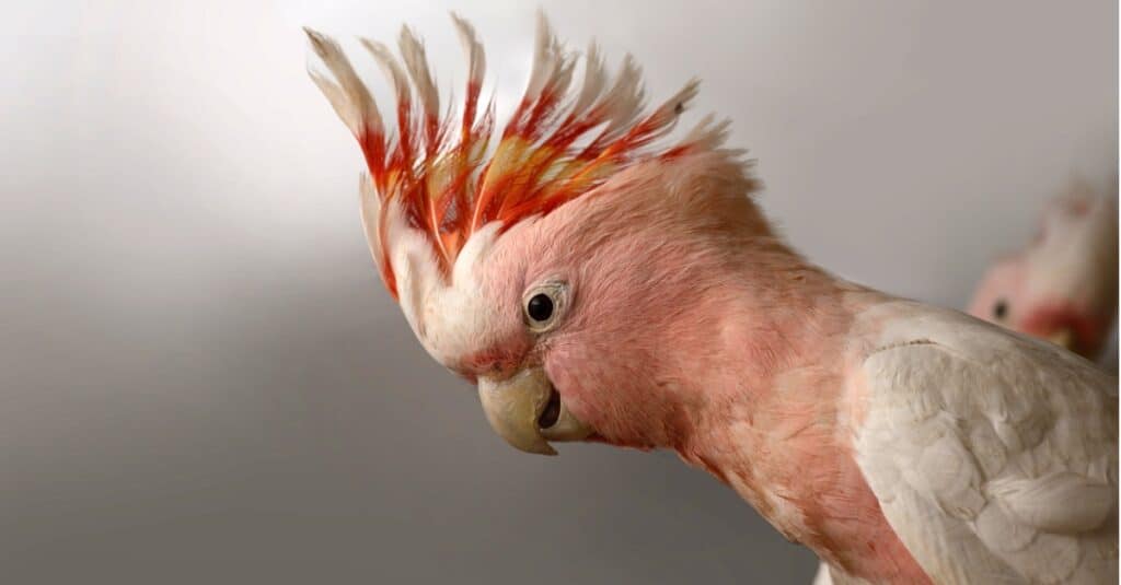 il cacatua del maggiore mitchell