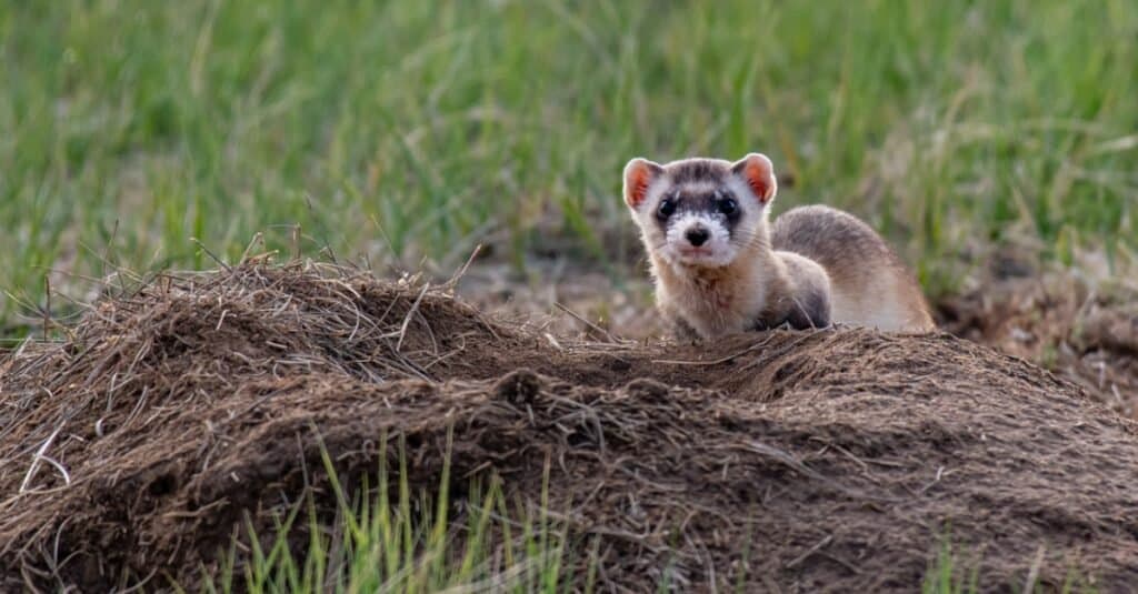 animali unici del Nord America: furetto dai piedi neri