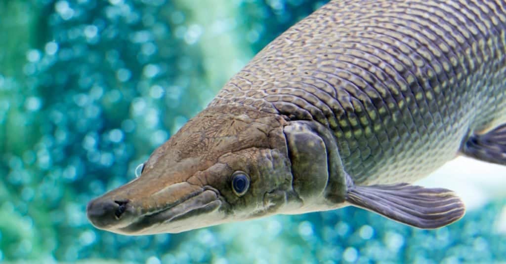 Un luccio alligatore, spatola di Atractosteus, mentre nuota in un enorme acquario