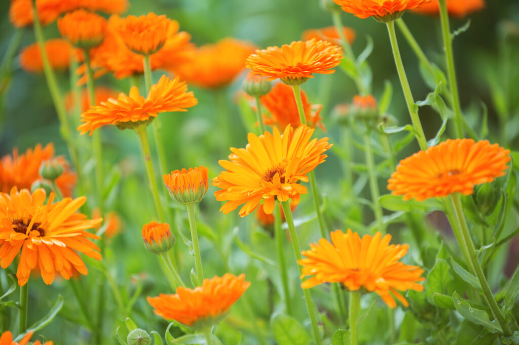 pianta di calendula con fiori d'arancio