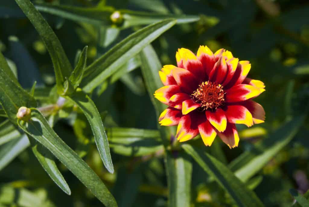Zinnia messicana